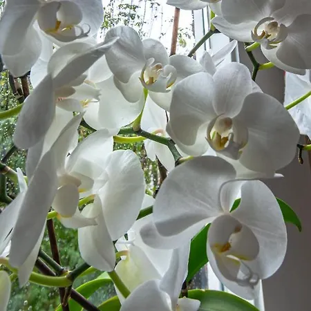 Familie Quellhorst Leiden