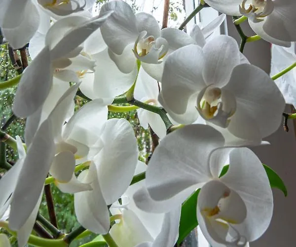 Familie Quellhorst Leida